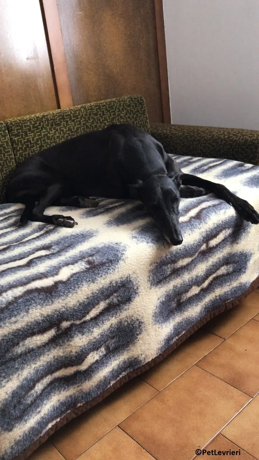 Joyful adozione levrieri greyhound macao 1