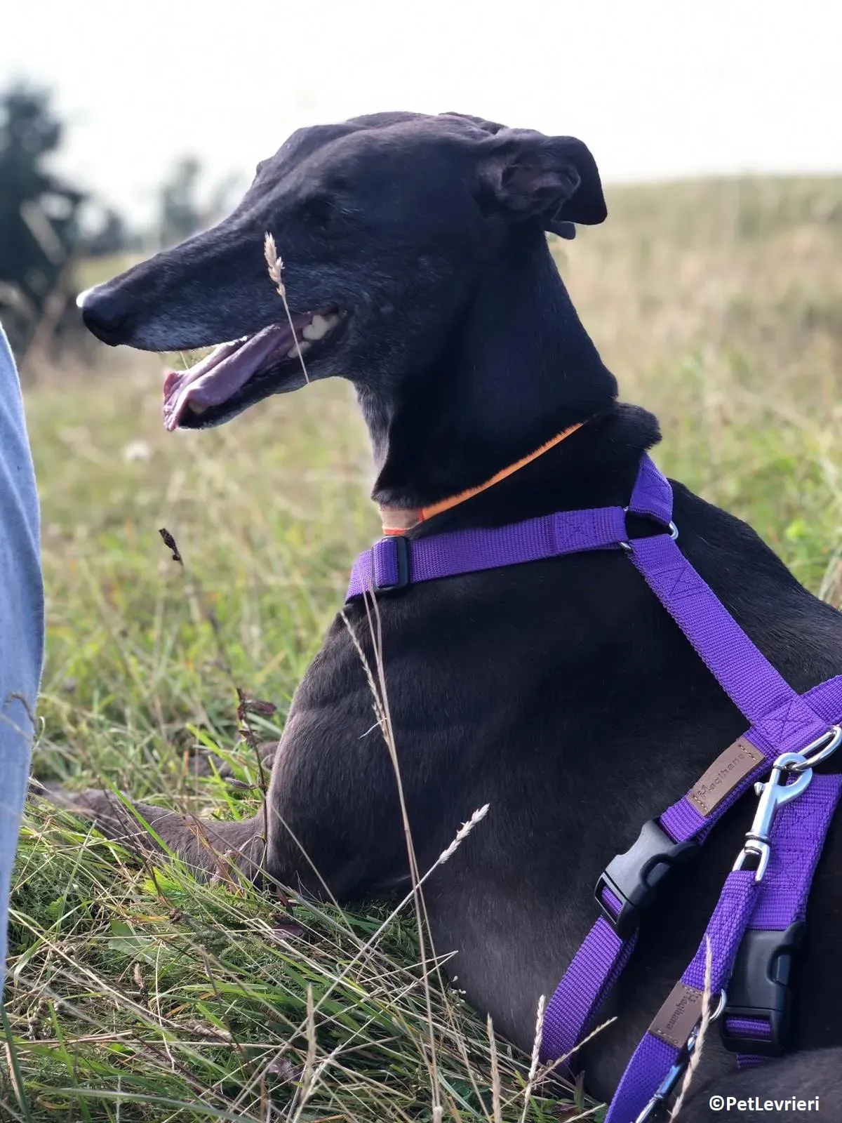 Joyful adozione levrieri greyhound macao 10