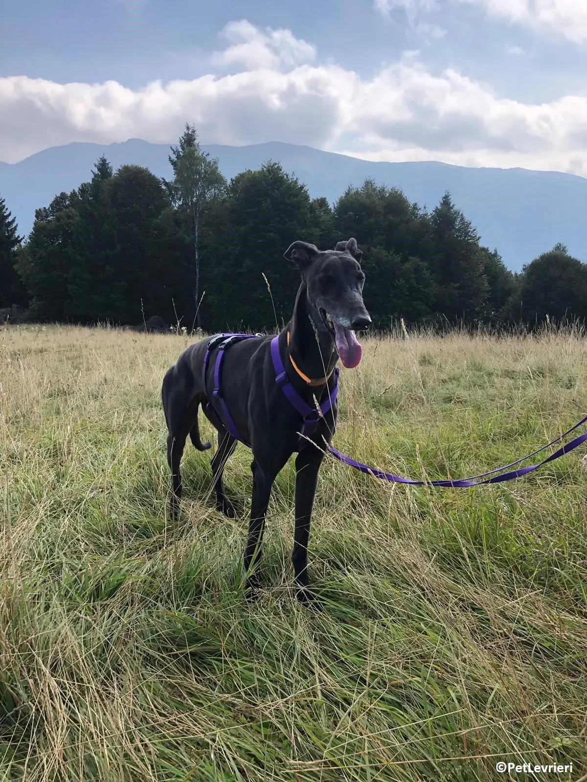 Joyful adozione levrieri greyhound macao 11