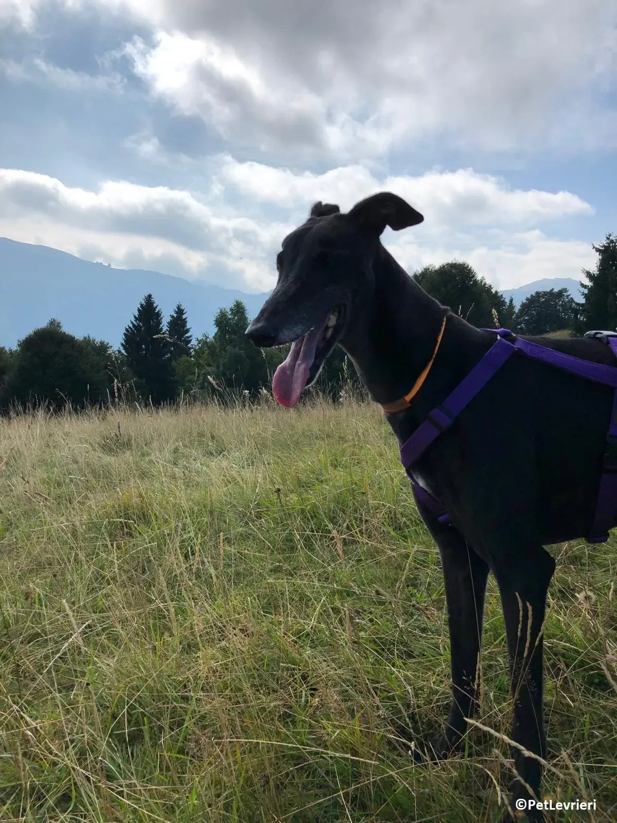 Joyful adozione levrieri greyhound macao 12