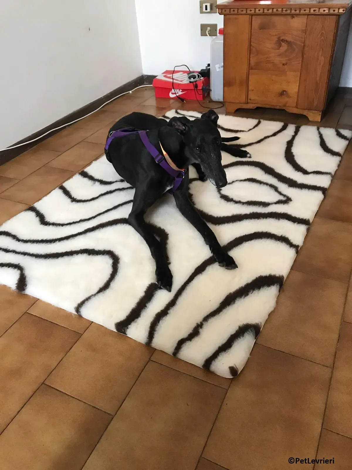 Joyful adozione levrieri greyhound macao 2