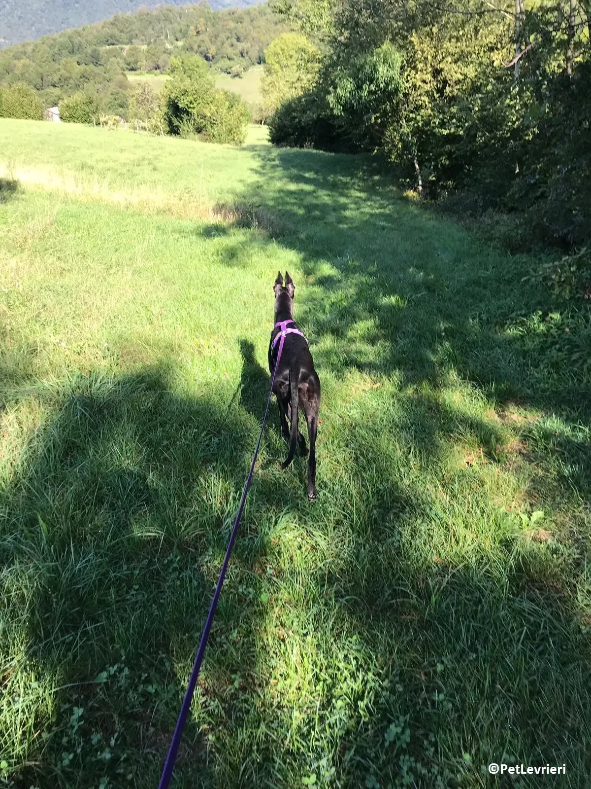 Joyful adozione levrieri greyhound macao 3