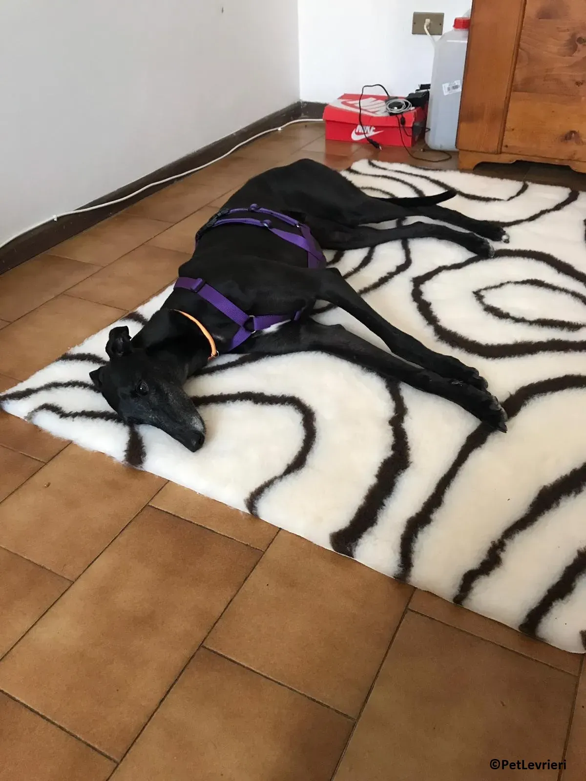 Joyful adozione levrieri greyhound macao 4