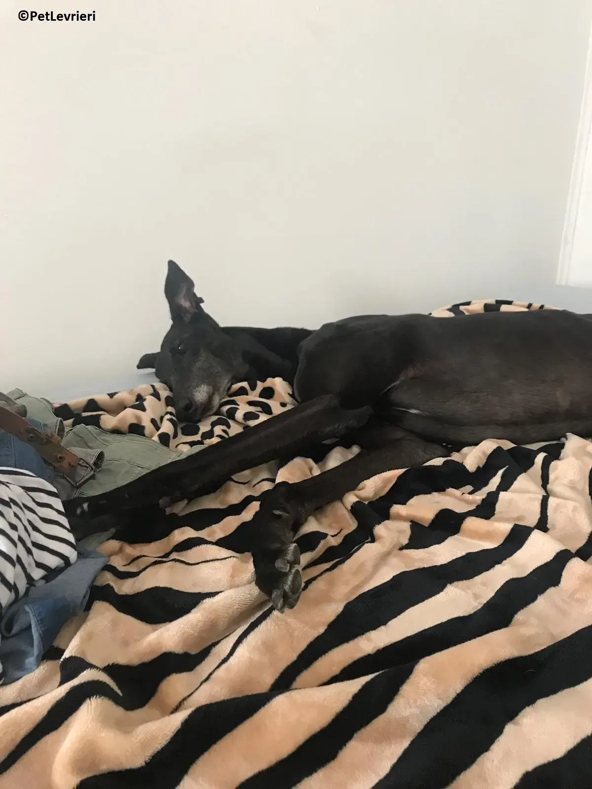 Joyful adozione levrieri greyhound macao 5