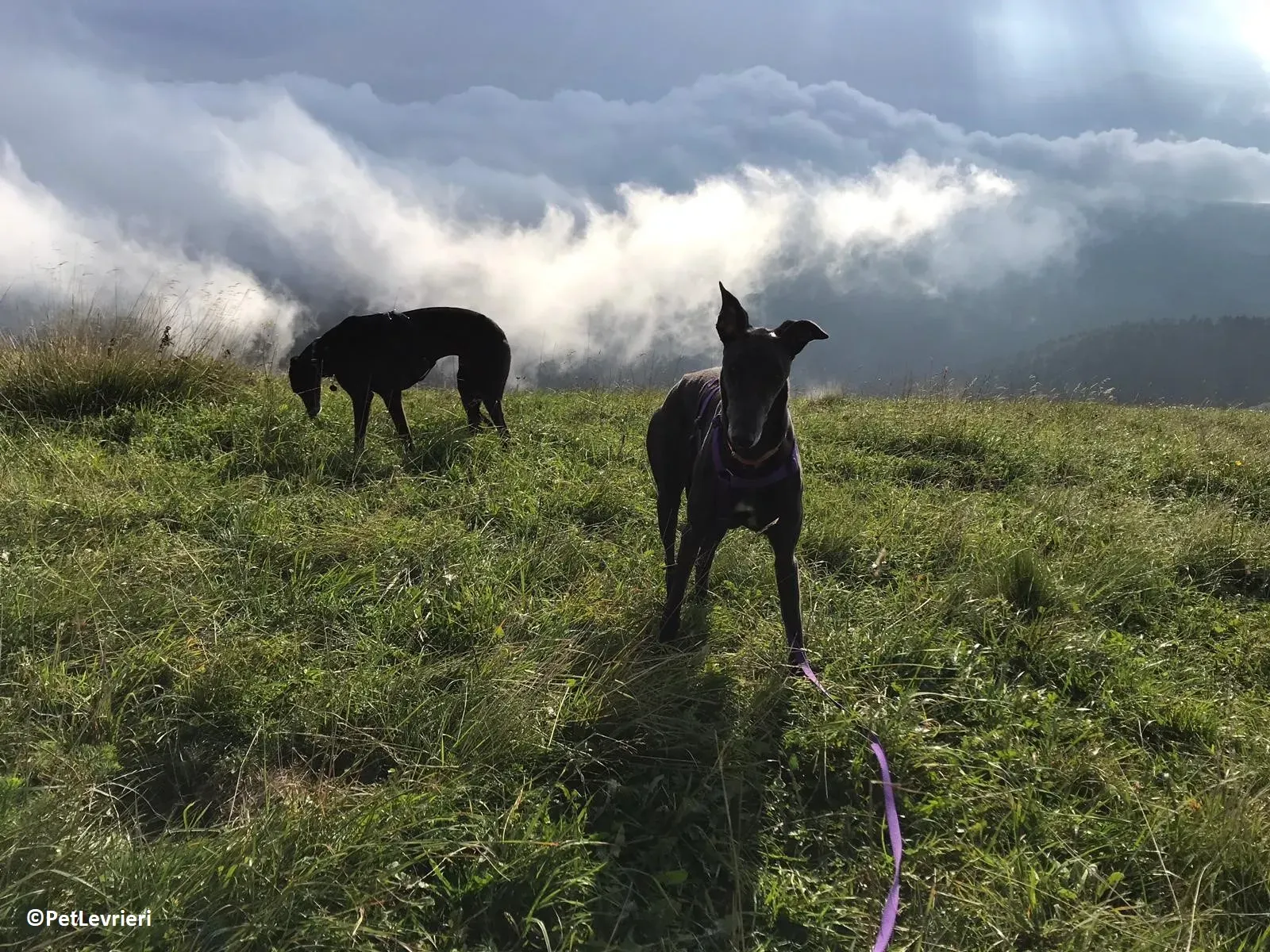 Joyful adozione levrieri greyhound macao 6