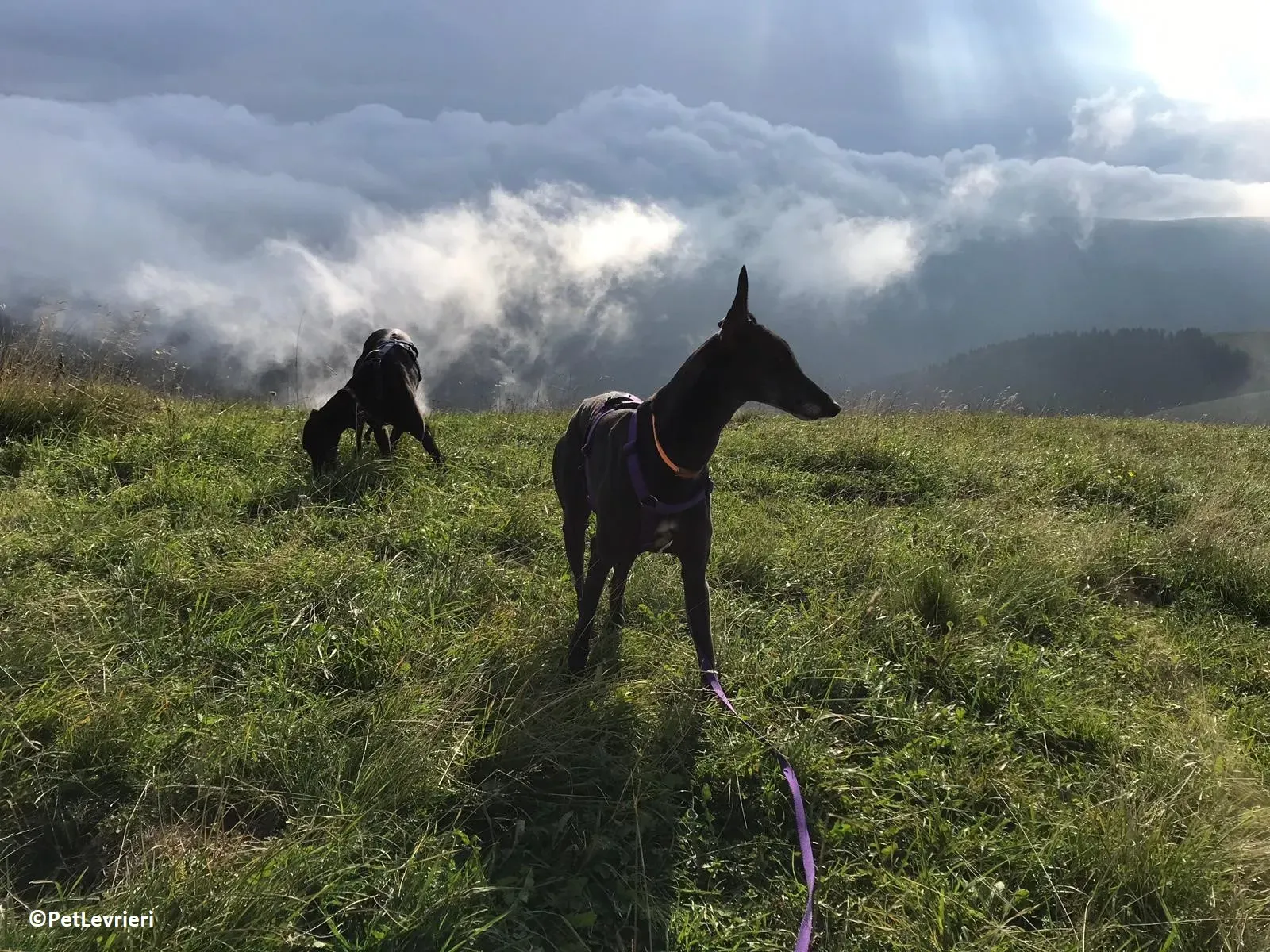 Joyful adozione levrieri greyhound macao 7