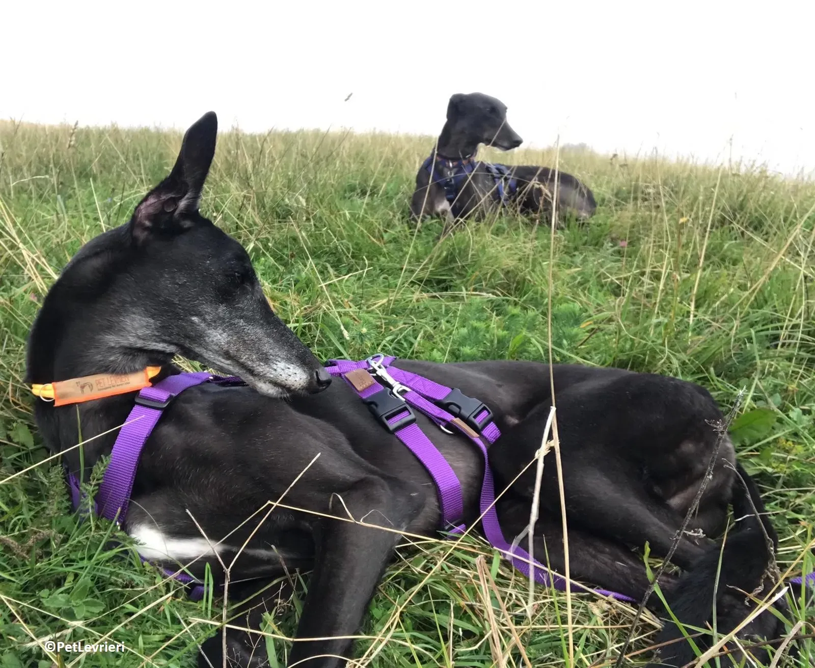 Joyful adozione levrieri greyhound macao 8