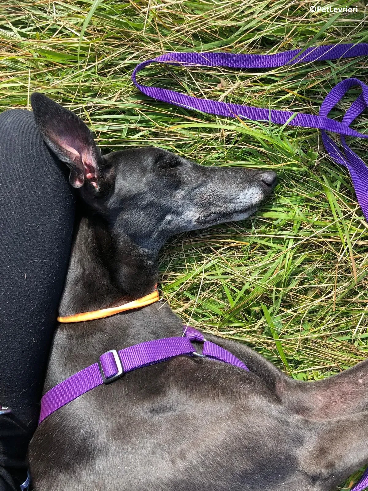 Joyful adozione levrieri greyhound macao 9