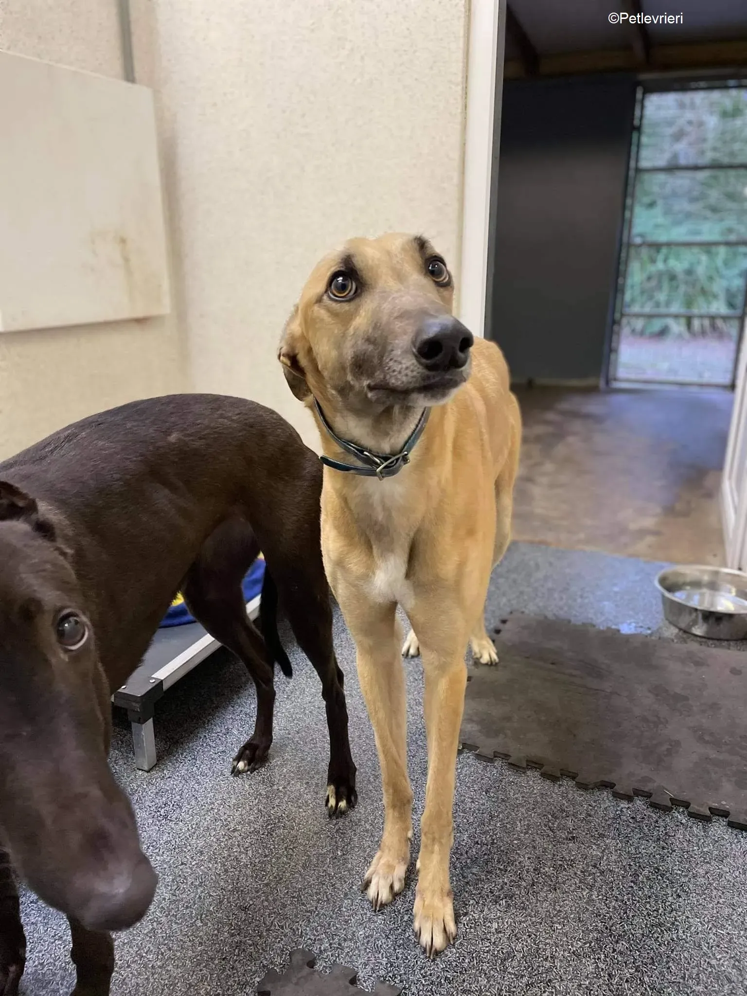 Judge adozione levrieri greyhound 1