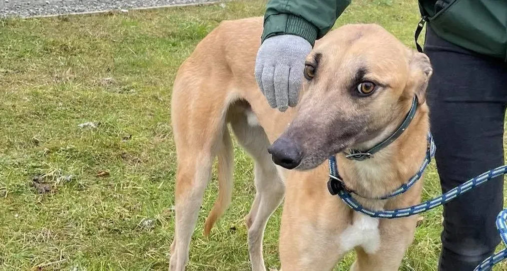 Judge adozione levrieri greyhound 10 e1612951694677