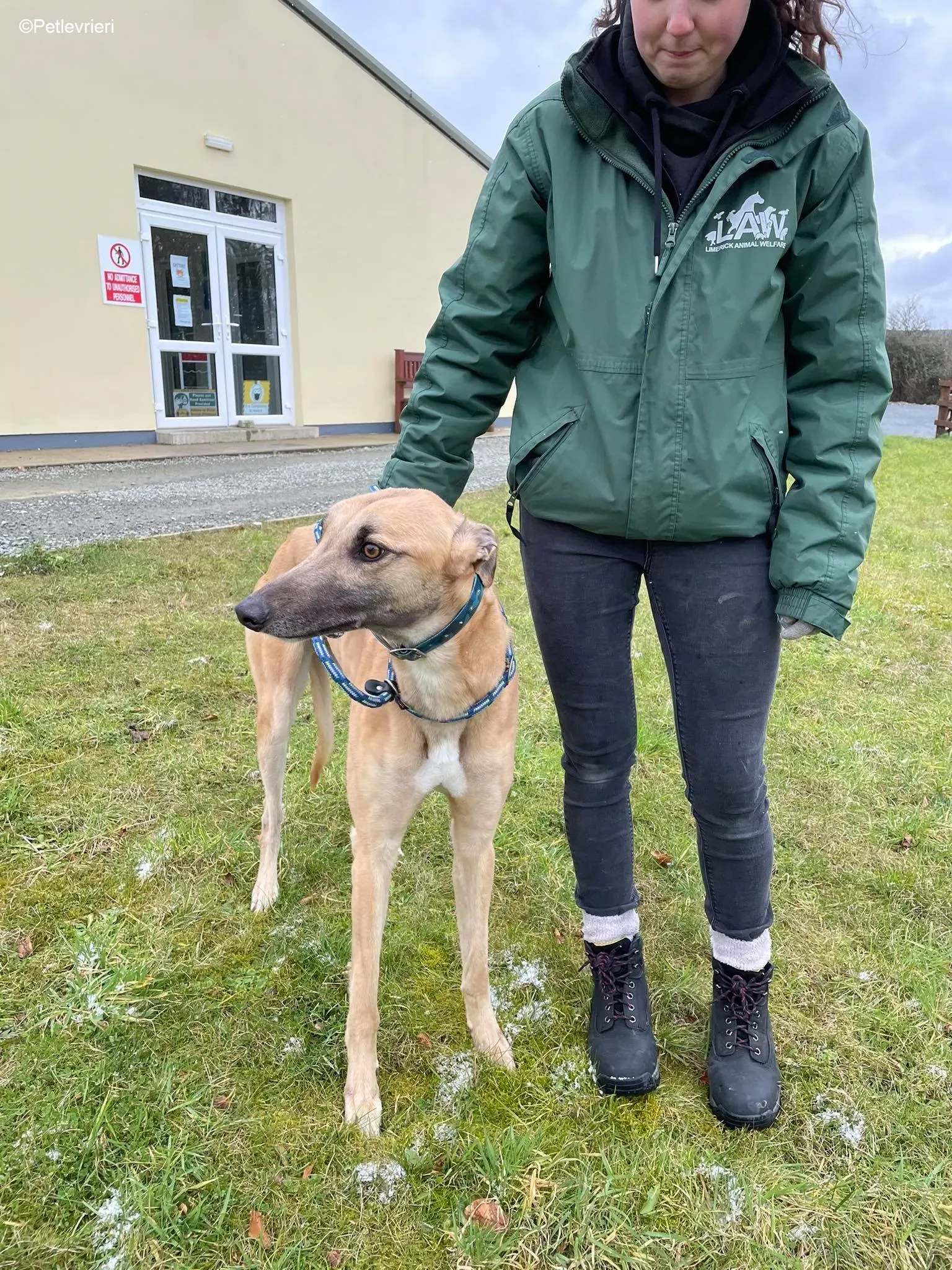 Judge adozione levrieri greyhound 11