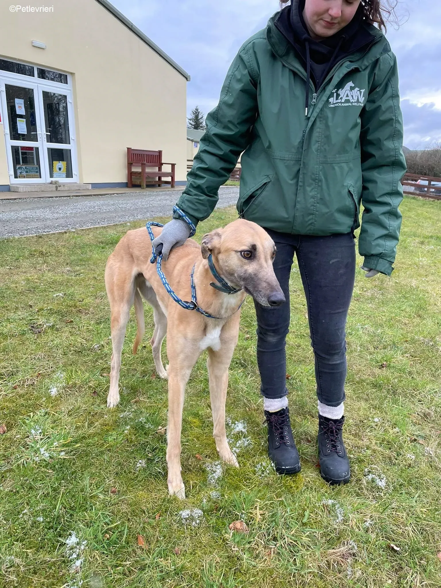 Judge adozione levrieri greyhound 12