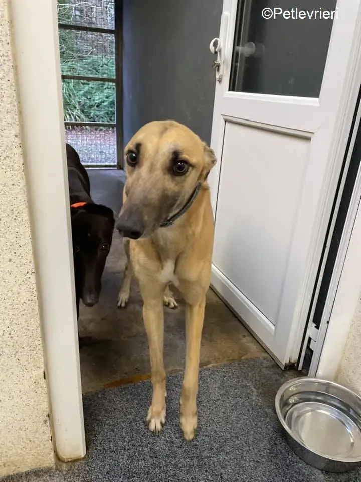 Judge adozione levrieri greyhound 13