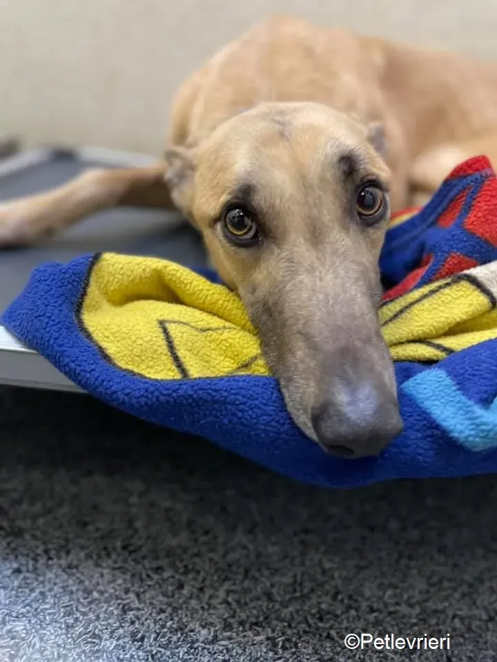 Judge adozione levrieri greyhound 14