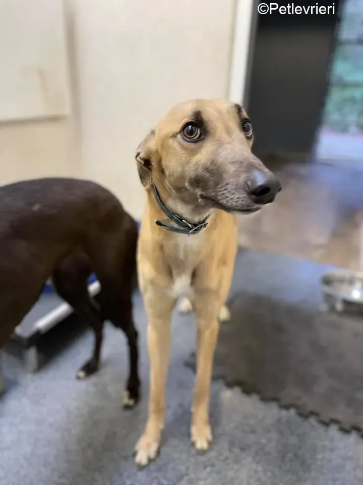 Judge adozione levrieri greyhound 15