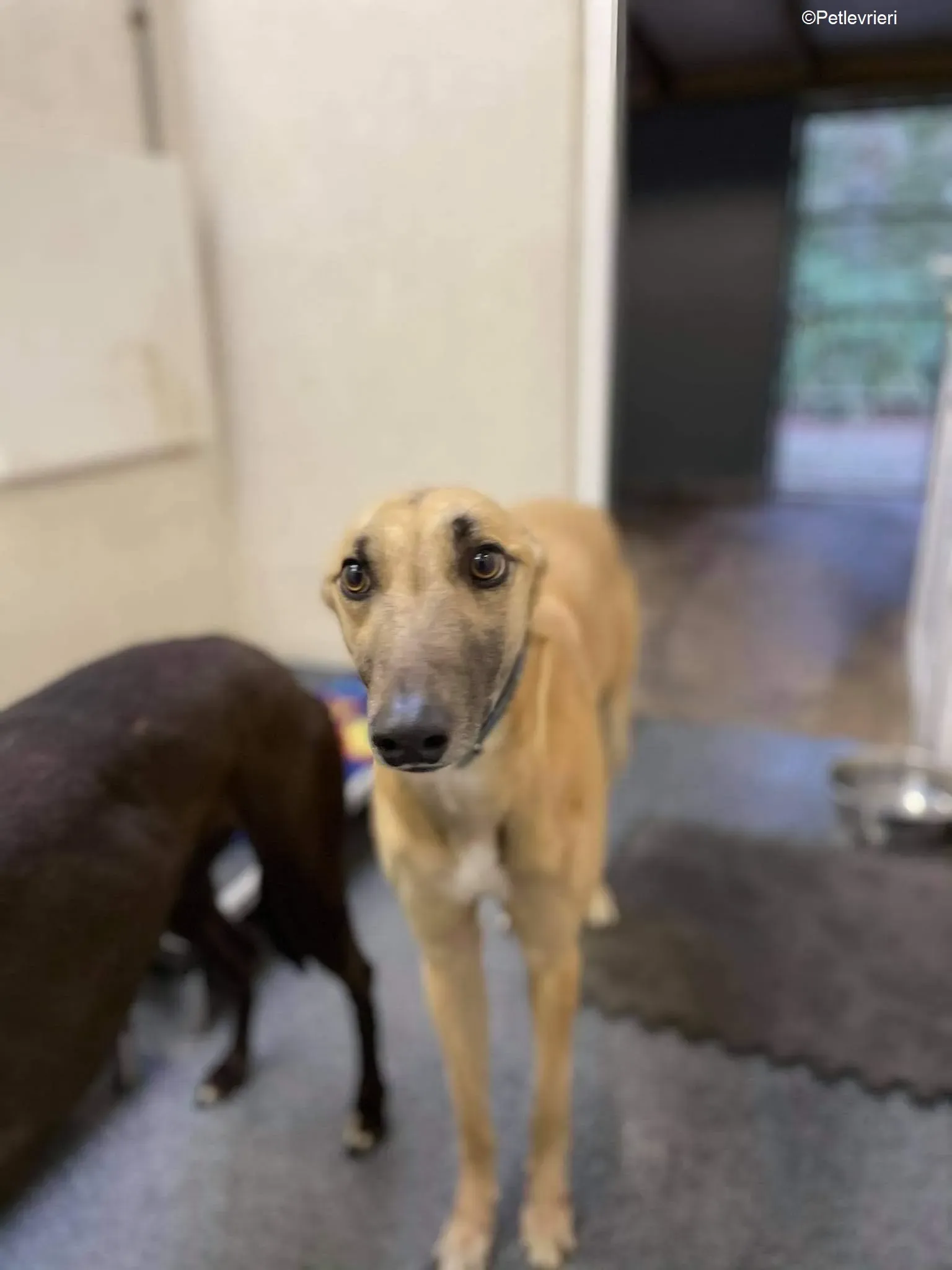 Judge adozione levrieri greyhound 2