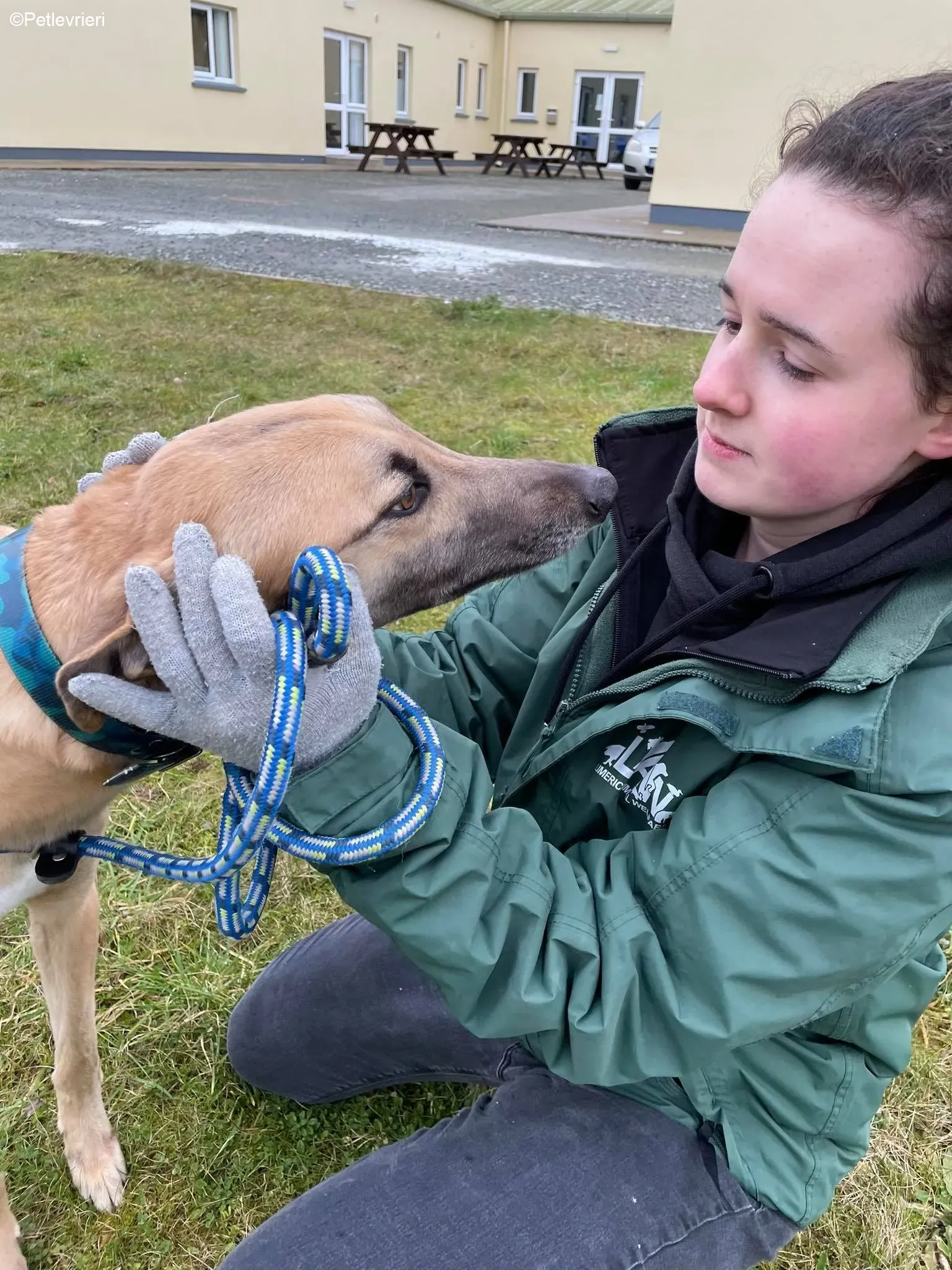 Judge adozione levrieri greyhound 32