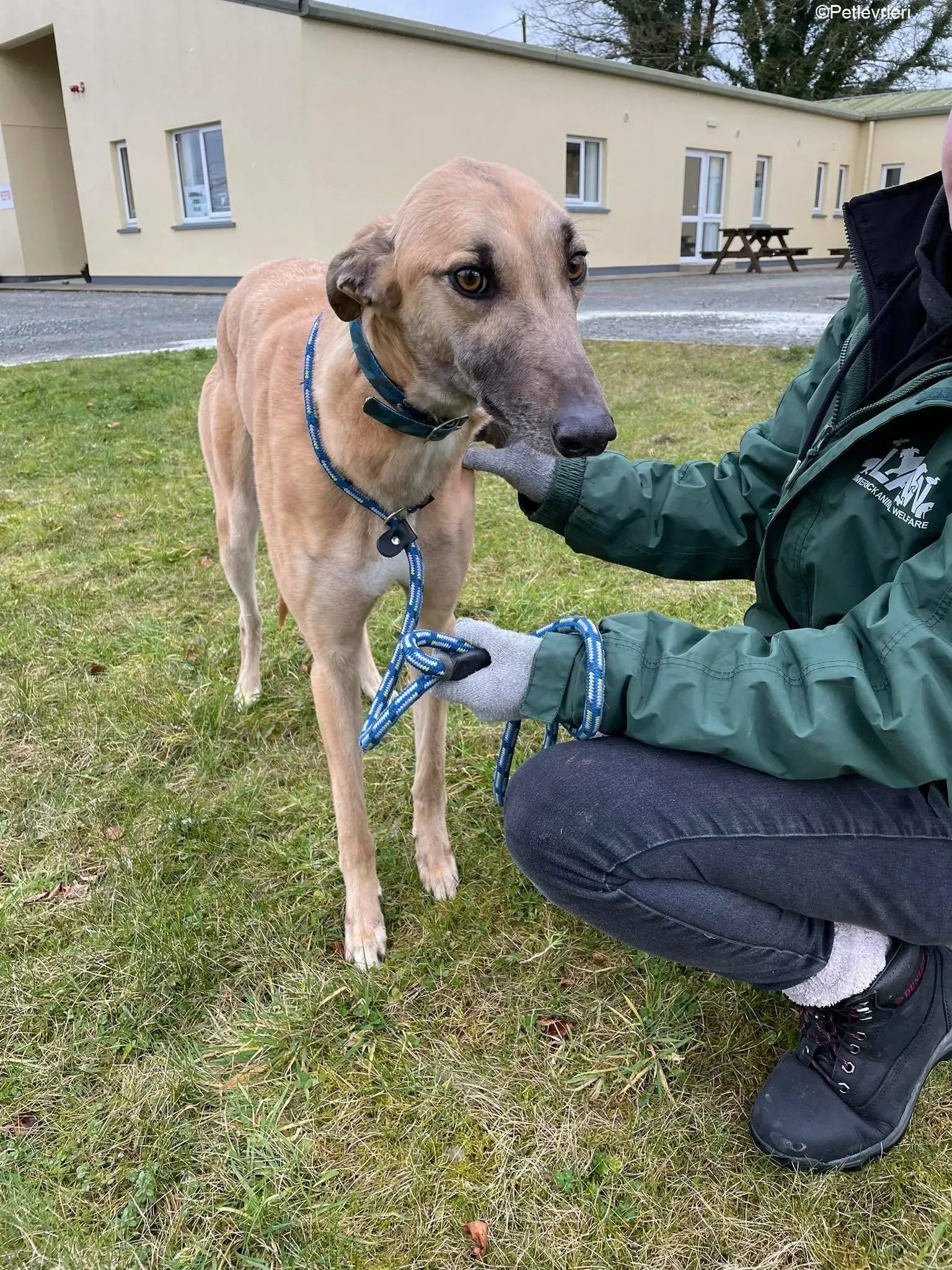 Judge adozione levrieri greyhound 4