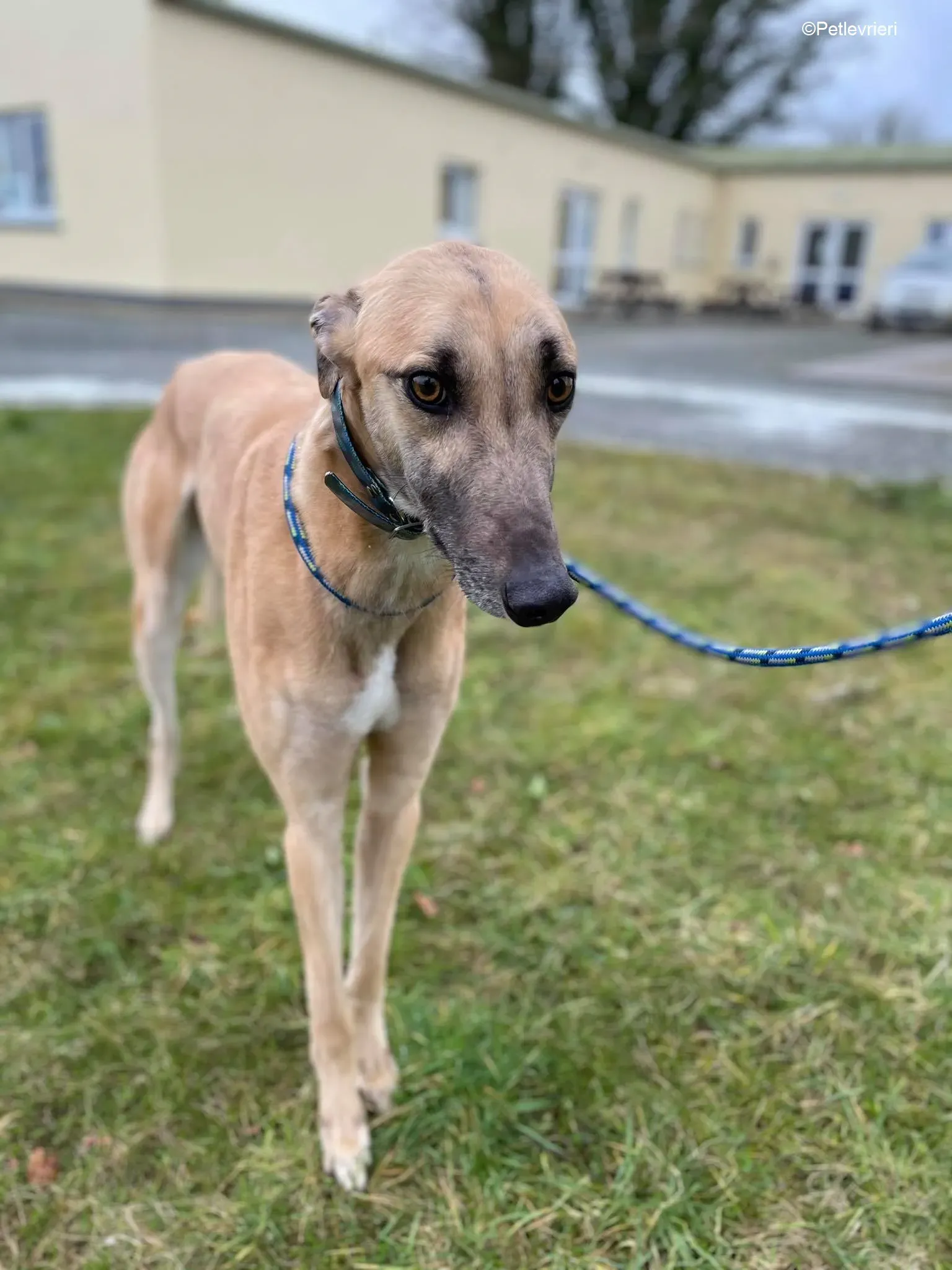 Judge adozione levrieri greyhound 5