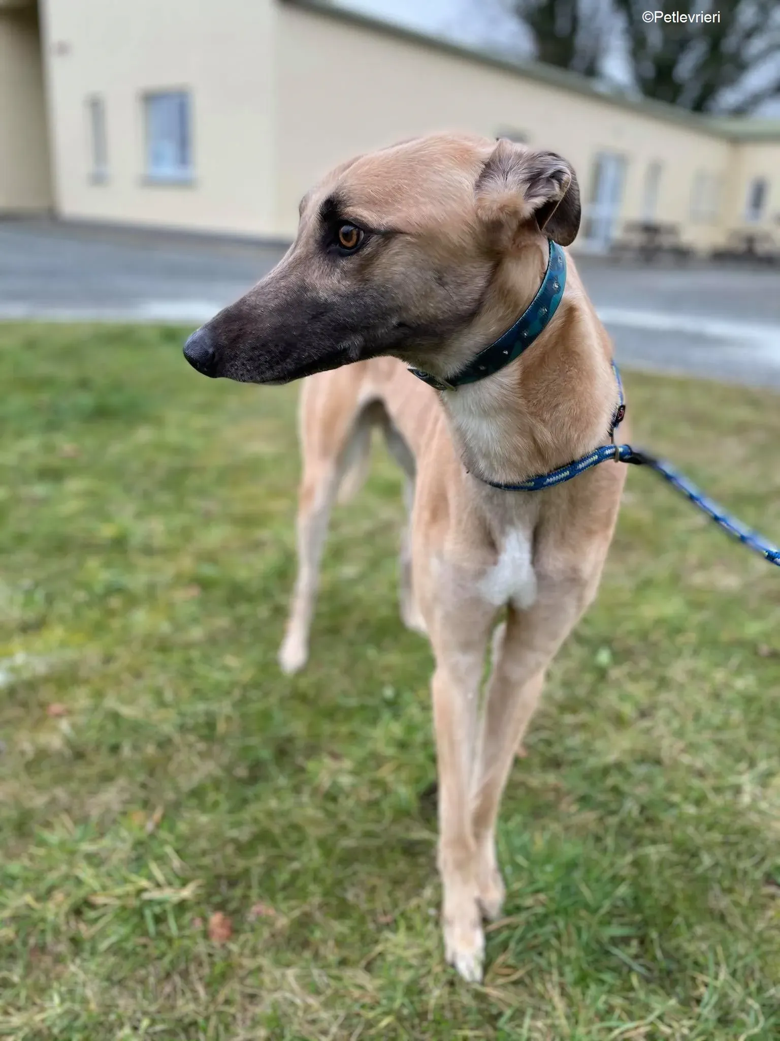 Judge adozione levrieri greyhound 6