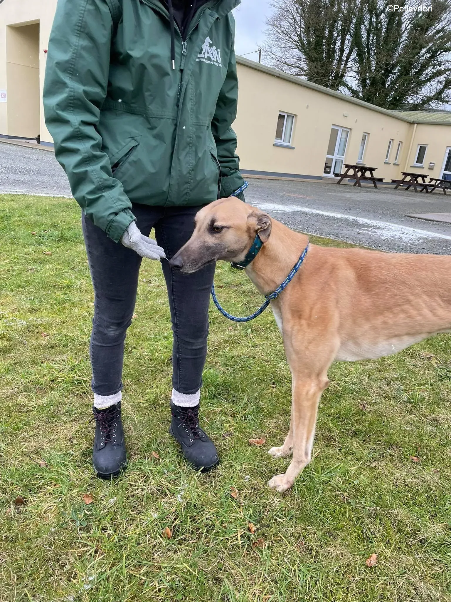 Judge adozione levrieri greyhound 7