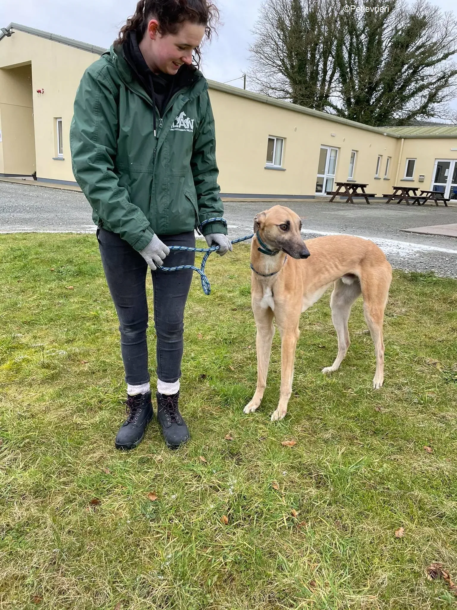 Judge adozione levrieri greyhound 8