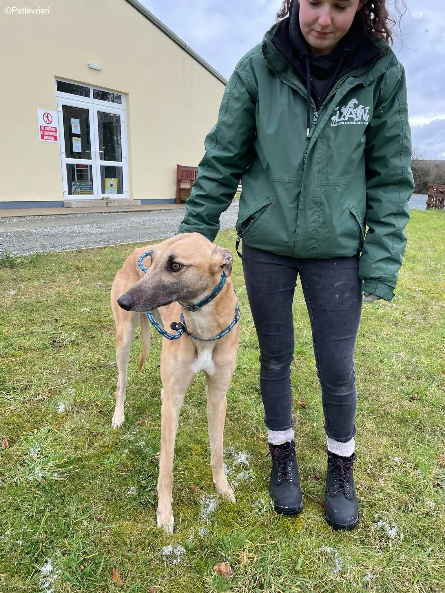 Judge adozione levrieri greyhound 9