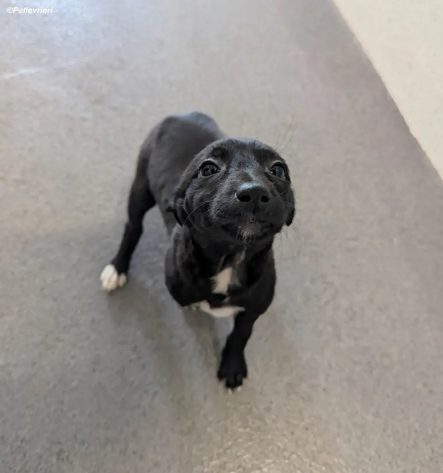 Judy adozione levrieri greyhound 1