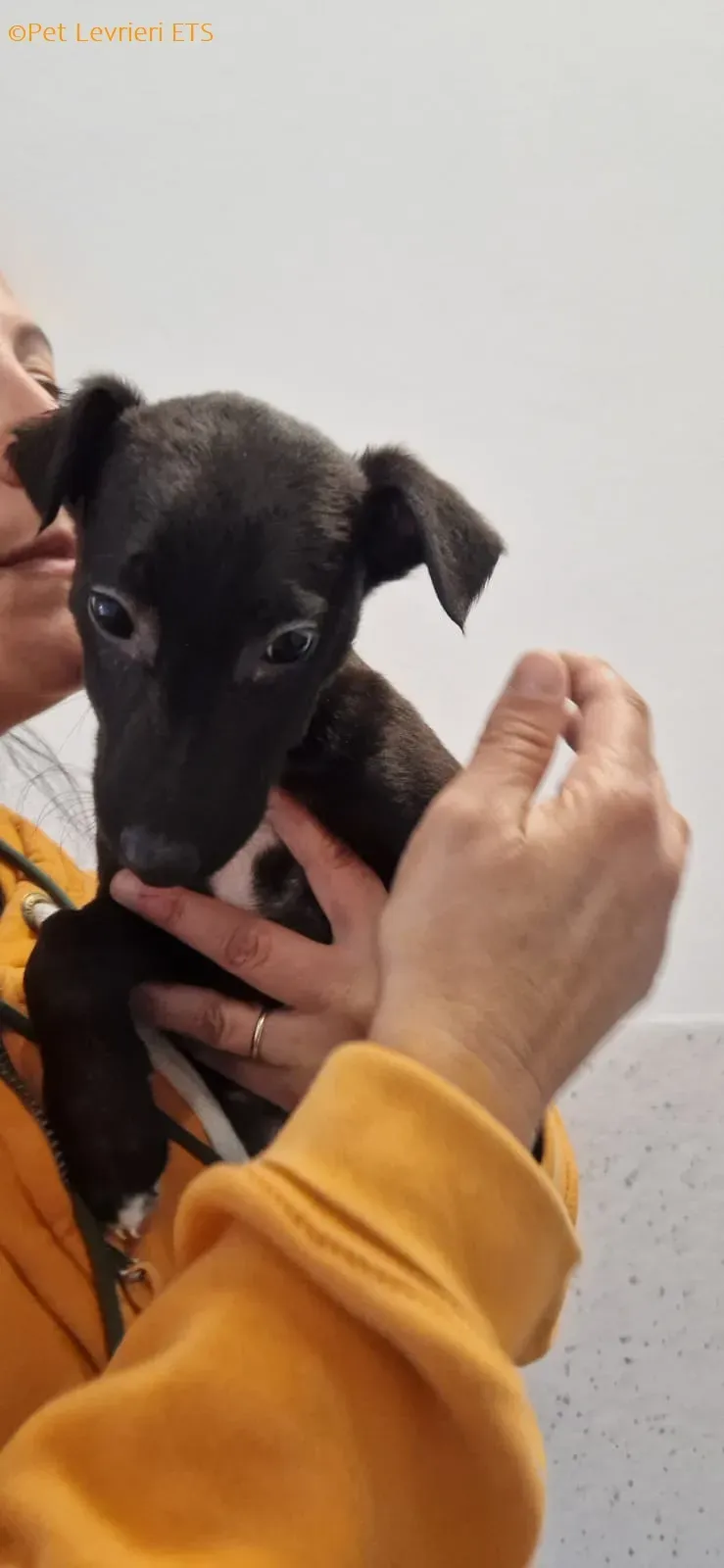 Judy adozione levrieri greyhound 10