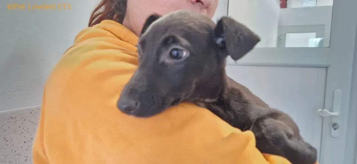 Judy adozione levrieri greyhound 11