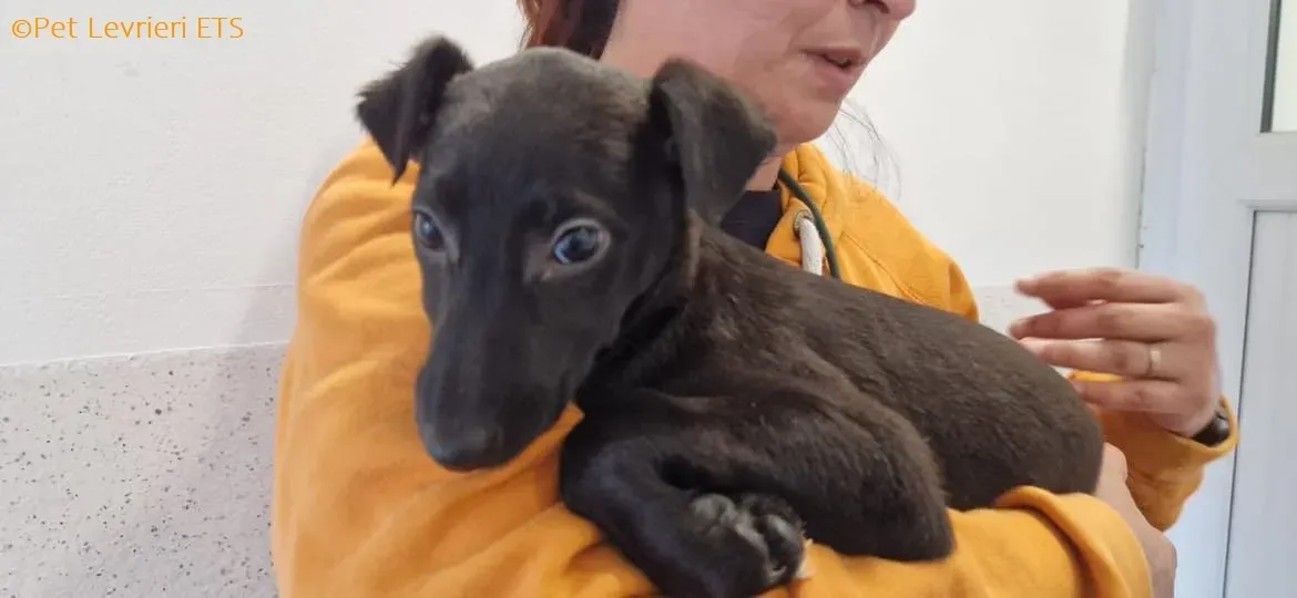 Judy adozione levrieri greyhound 12