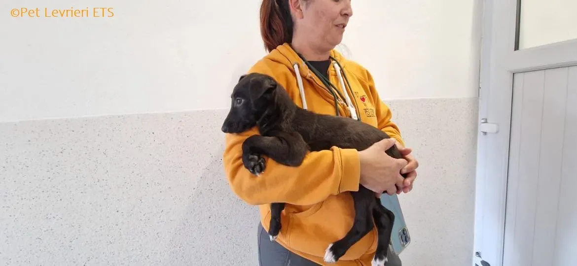 Judy adozione levrieri greyhound 13