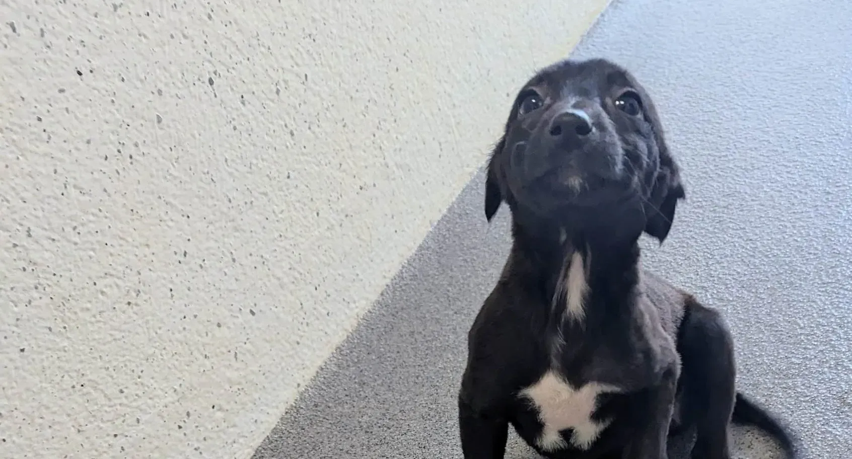 Judy adozione levrieri greyhound 2 e1682429626544