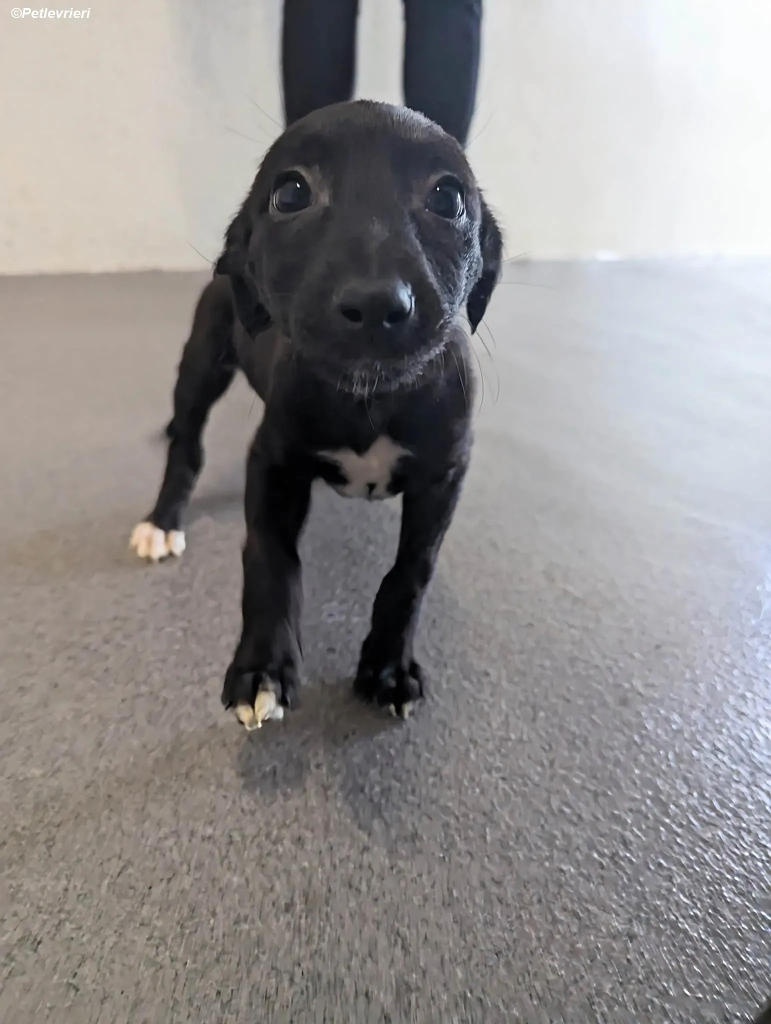 Judy adozione levrieri greyhound 3