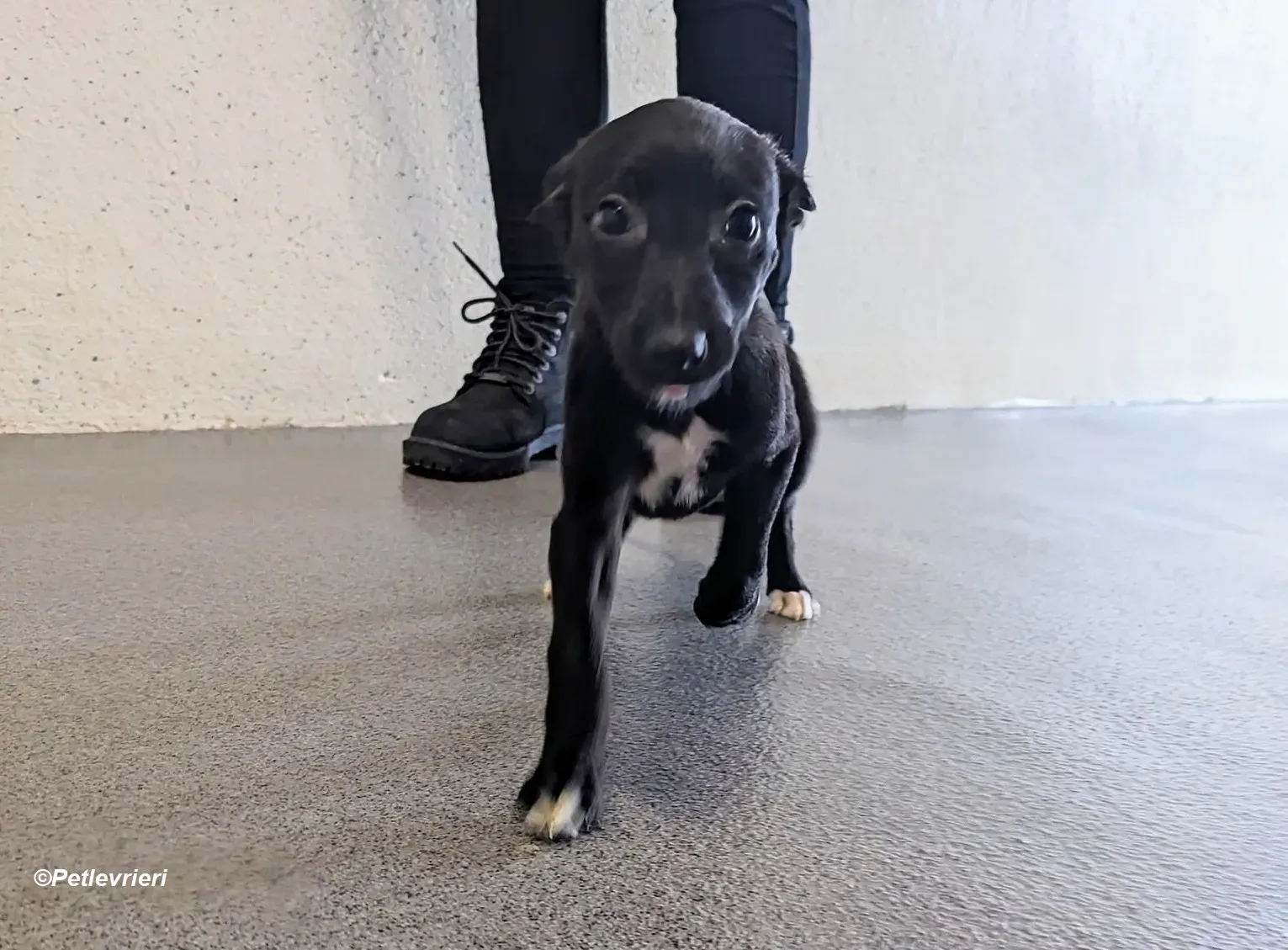 Judy adozione levrieri greyhound 4