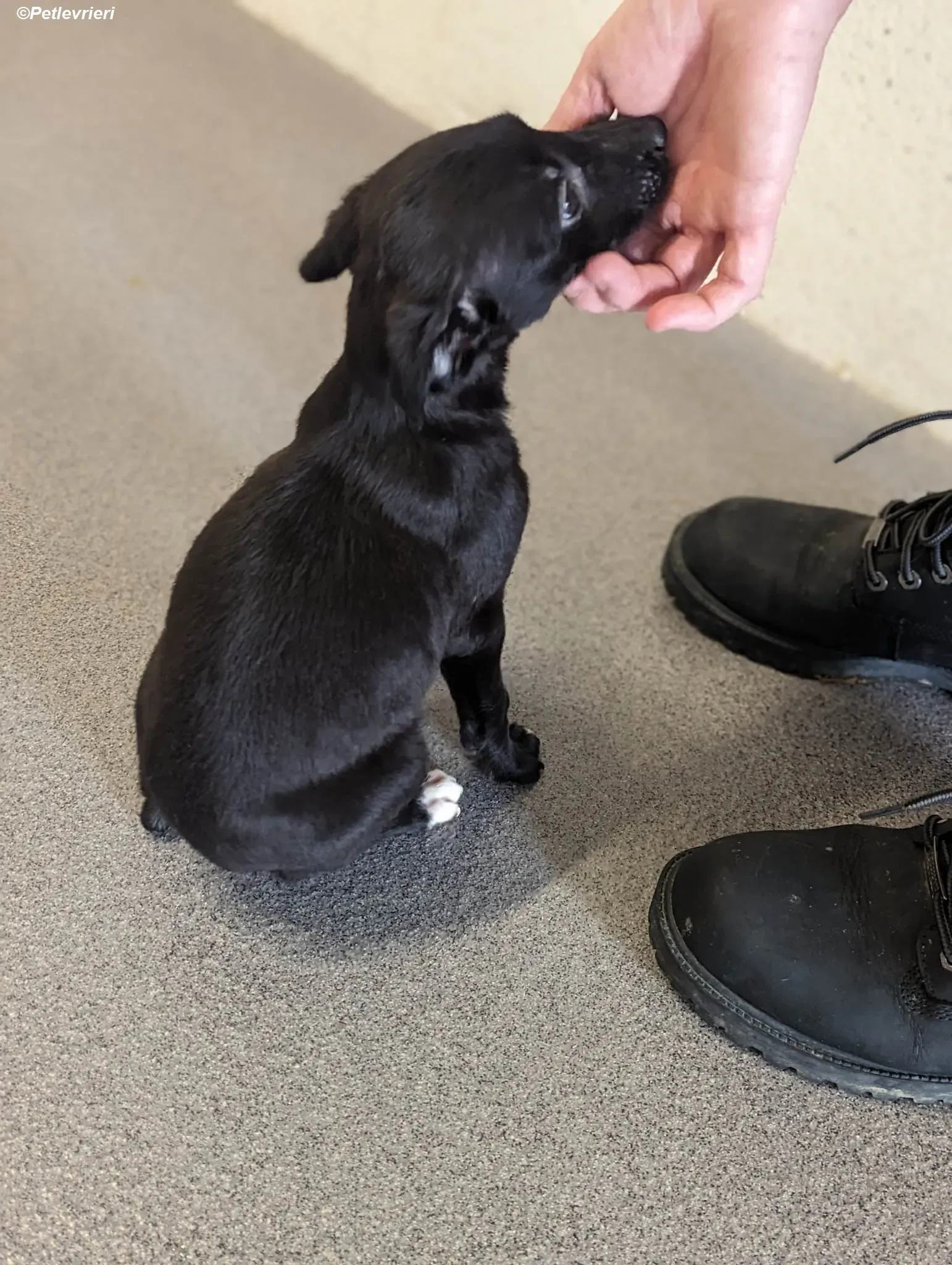 Judy adozione levrieri greyhound 5