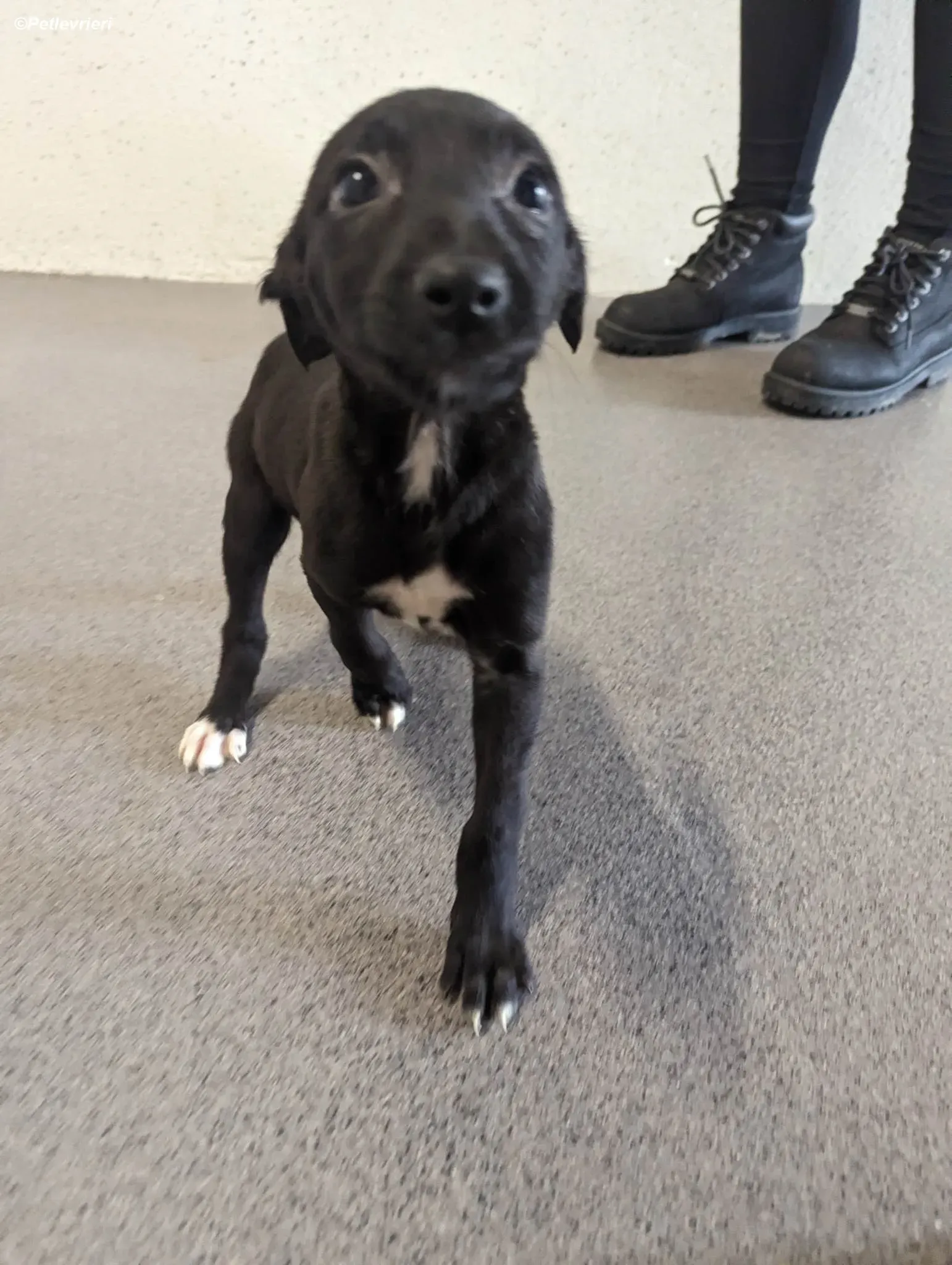 Judy adozione levrieri greyhound 6