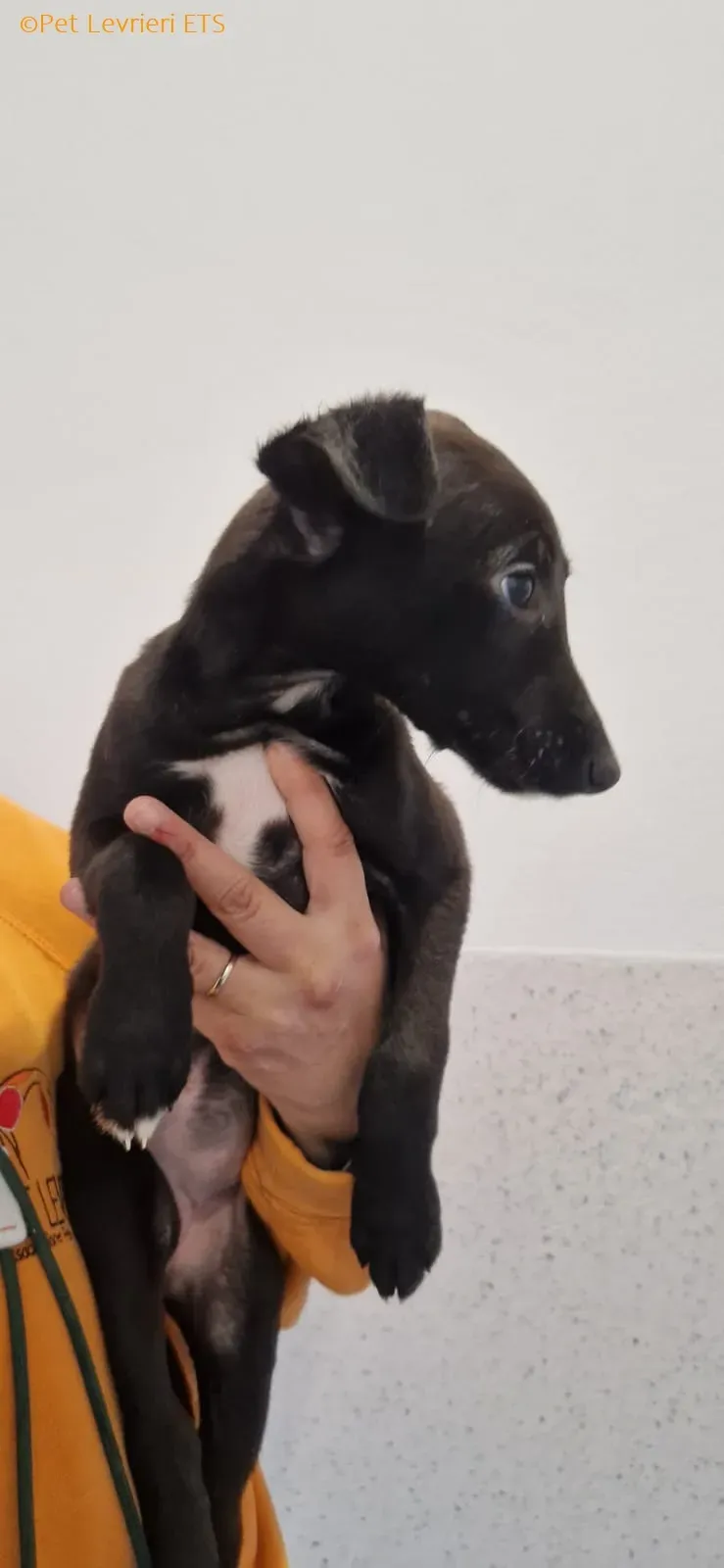 Judy adozione levrieri greyhound 7