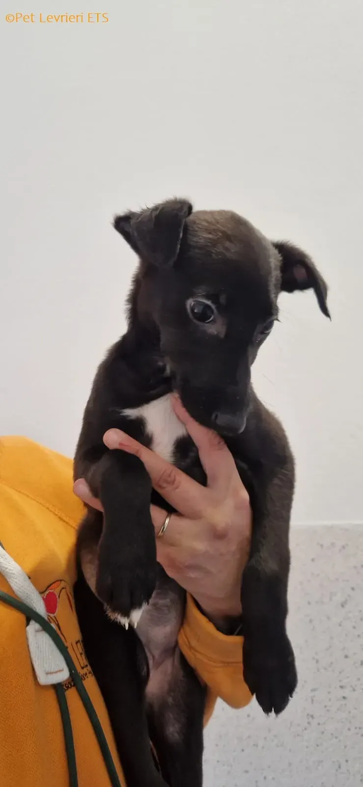 Judy adozione levrieri greyhound 8