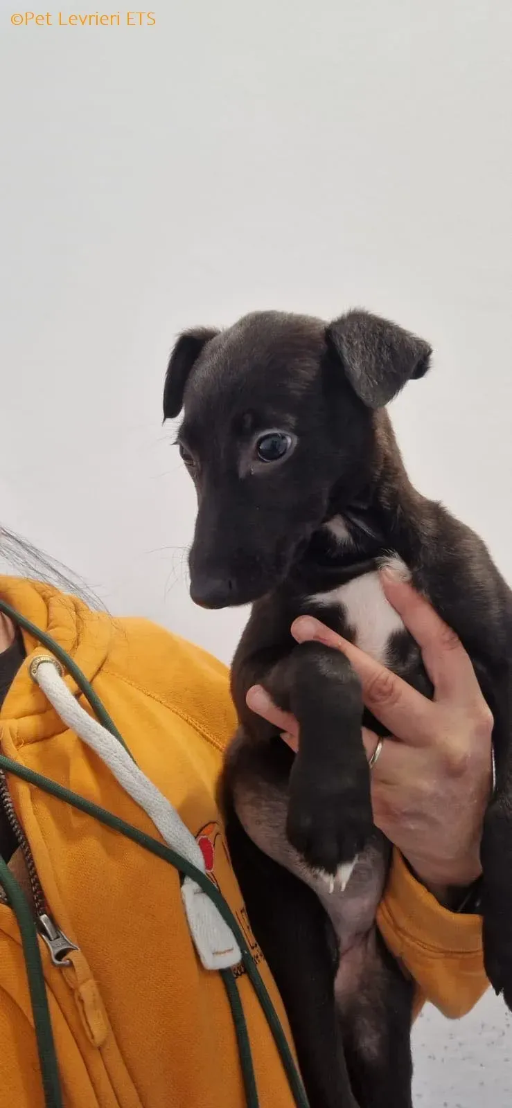 Judy adozione levrieri greyhound 9