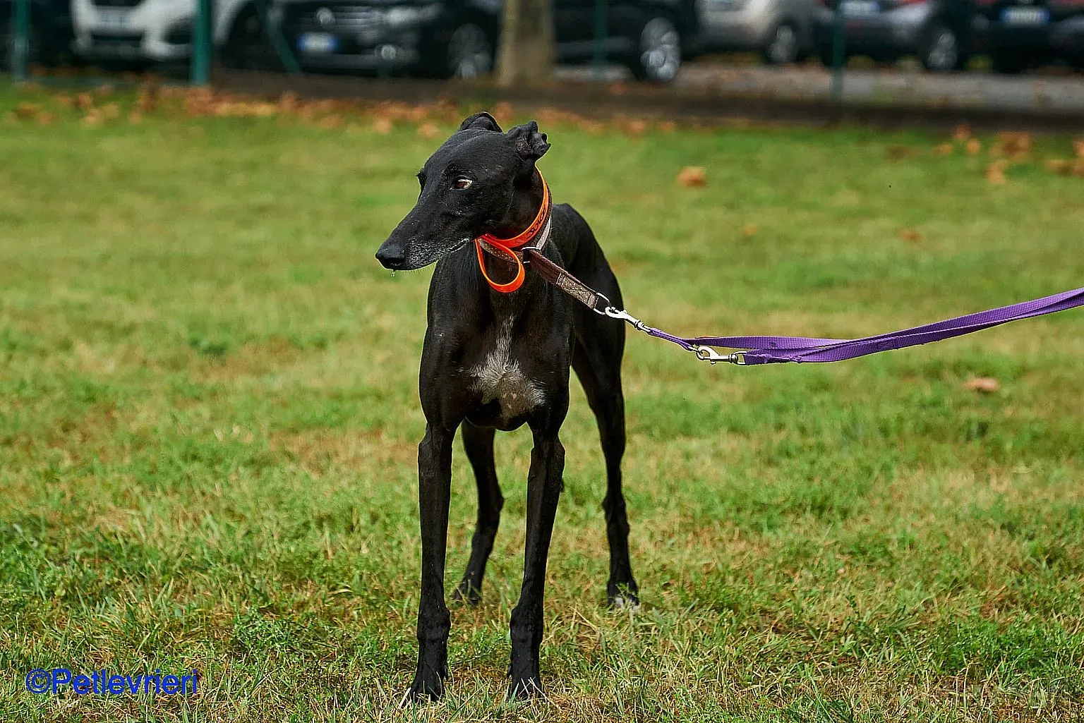 Juice adozione levrieri galgo 01