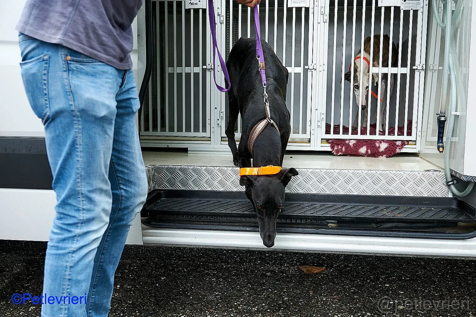 Juice adozione levrieri galgo 01 1