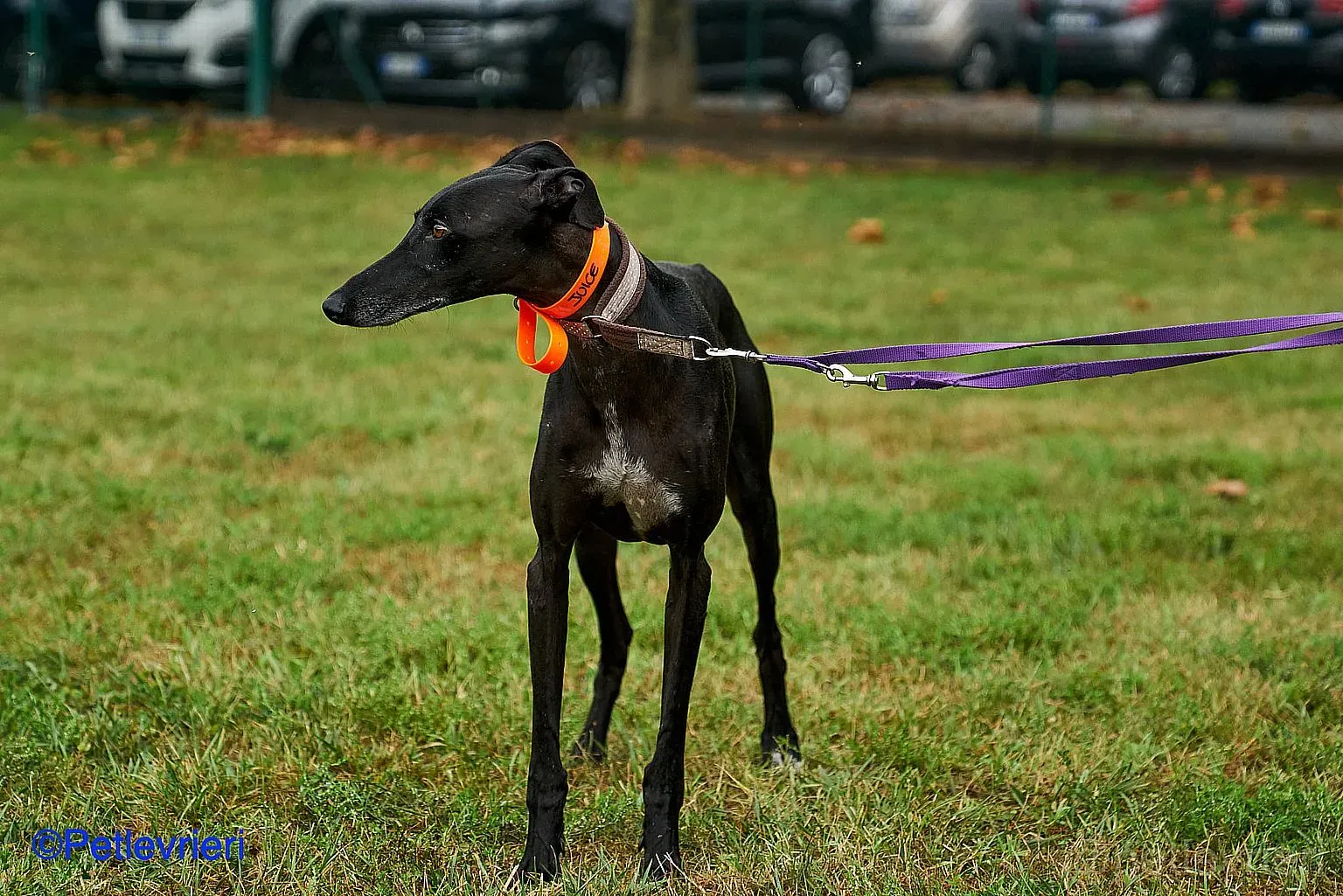 Juice adozione levrieri galgo 02