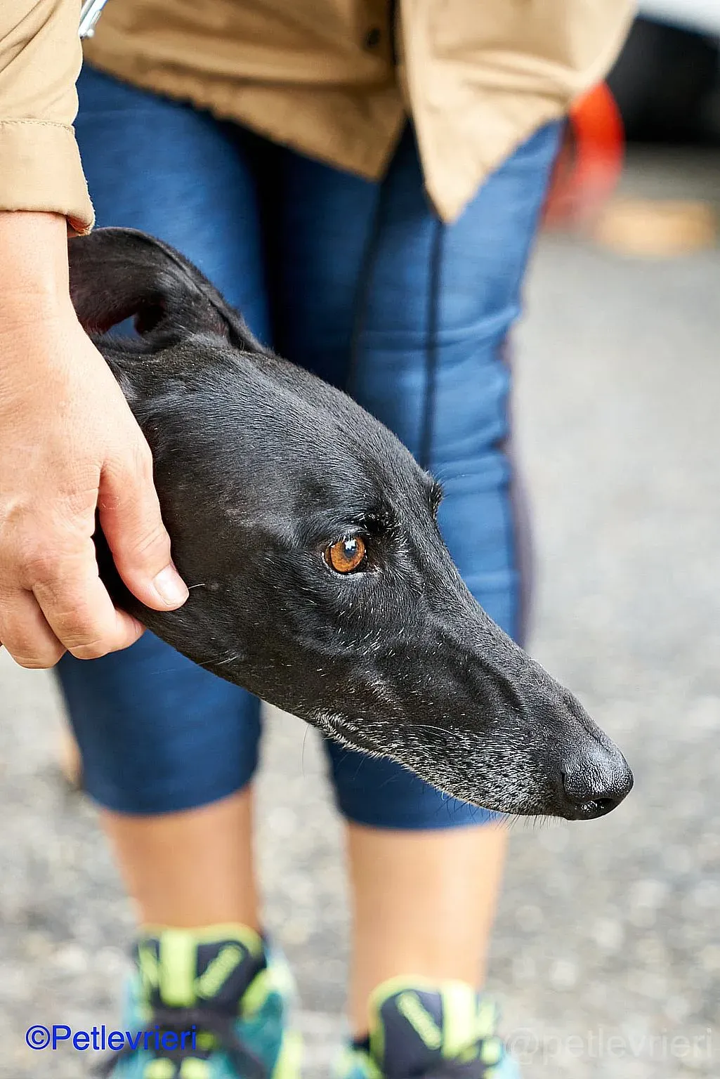 Juice adozione levrieri galgo 03