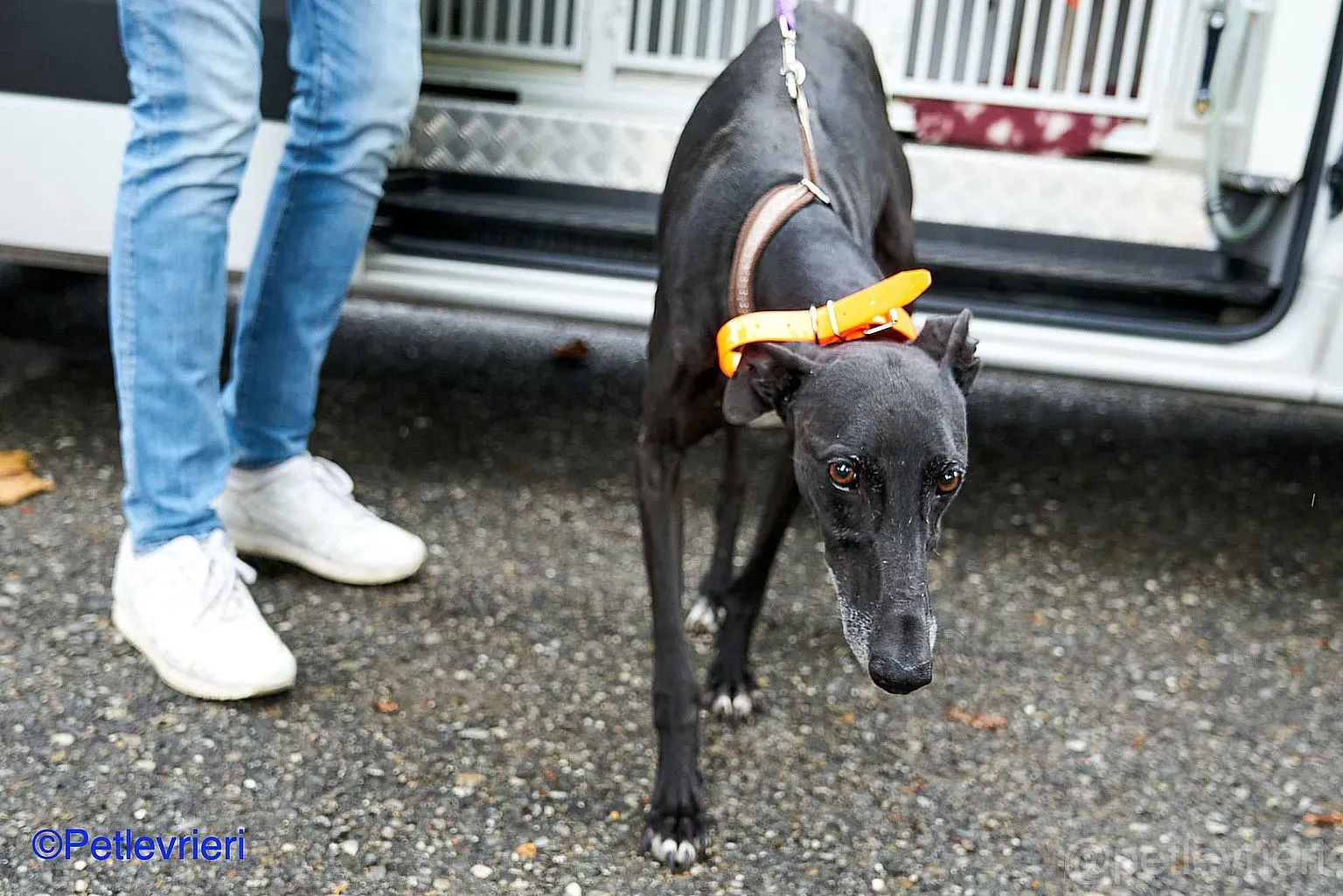 Juice adozione levrieri galgo 04