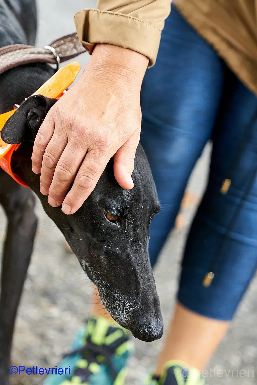 Juice adozione levrieri galgo 05