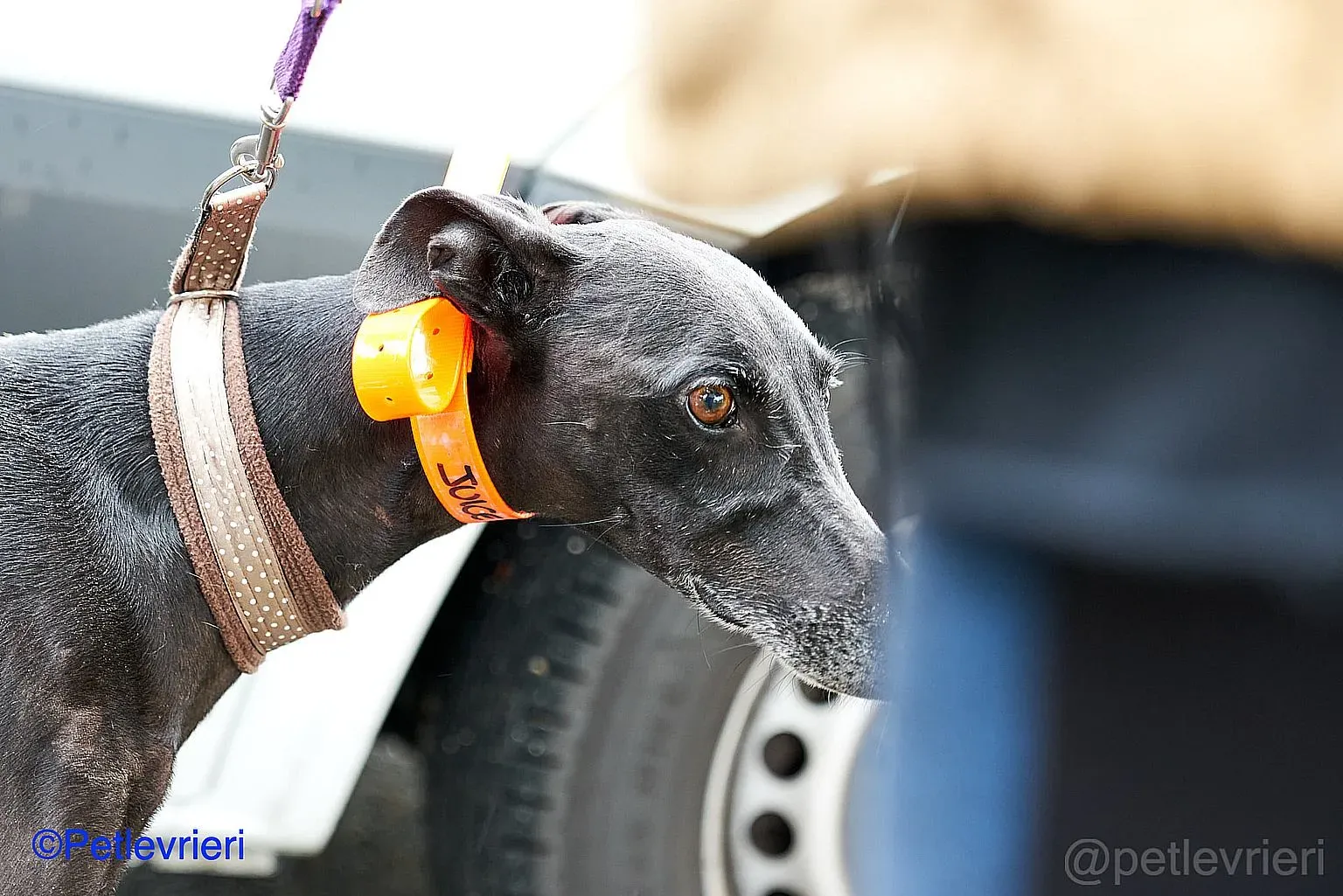 Juice adozione levrieri galgo 06