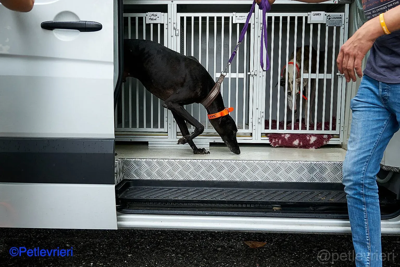 Juice adozione levrieri galgo 07