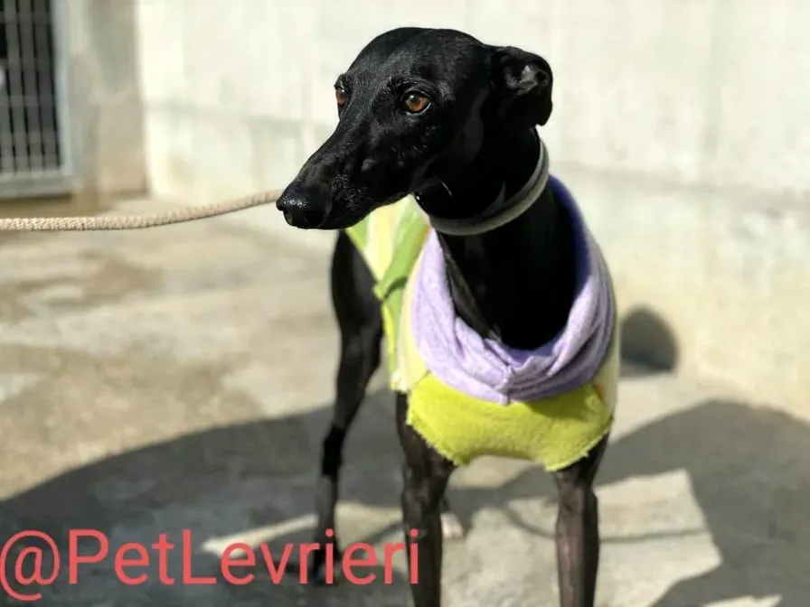 Juice adozione levrieri galgo 10