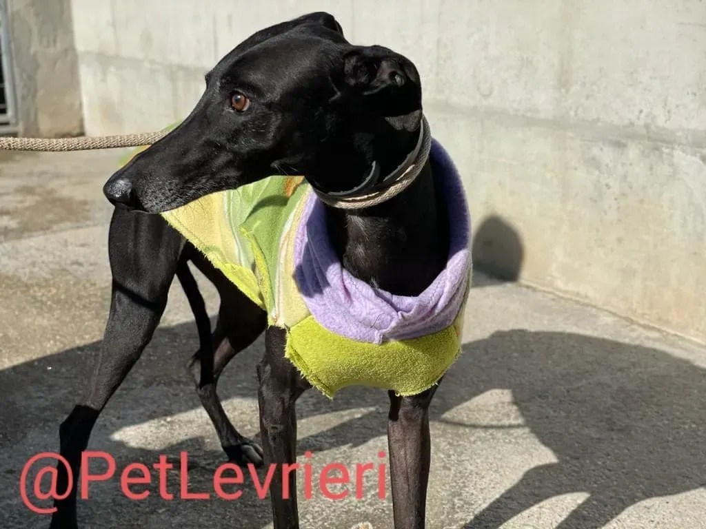 Juice adozione levrieri galgo 11